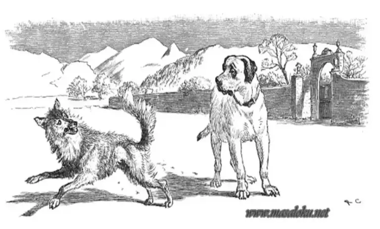 kurtla köpek masalı