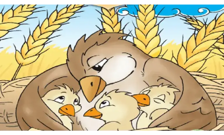 tarla kuşu ve yavruları