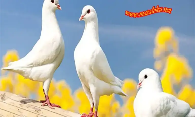 güvercin hikayesi