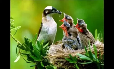 Serçe ile Dört Yavrusu