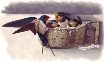 gezgin kırlangıç masalı