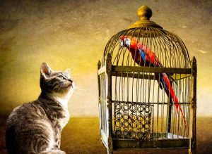 Kısa Masal Örnekleri 2 – kedi ile papagan masali